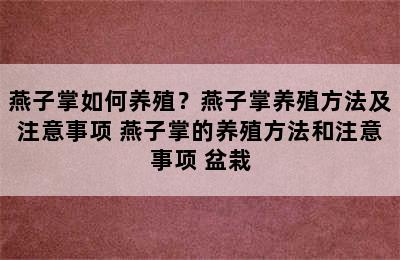 燕子掌如何养殖？燕子掌养殖方法及注意事项 燕子掌的养殖方法和注意事项 盆栽